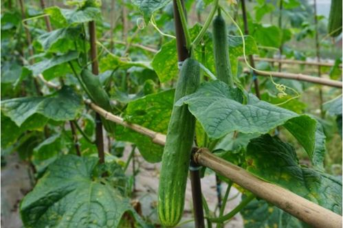 九坝十里云湖度假区 避暑采摘两相宜，茄子云下享天伦