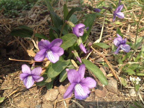 金茄子齿科 以专业分期与茄子云科技，为您打造自信笑容的风景线